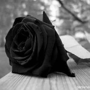 Meet your Posher, Betty