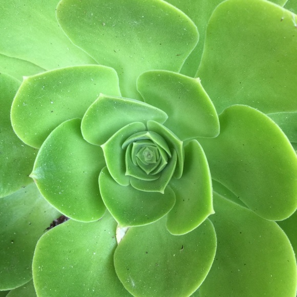 Meet your Posher, Jeannie - Picture 1 of 1