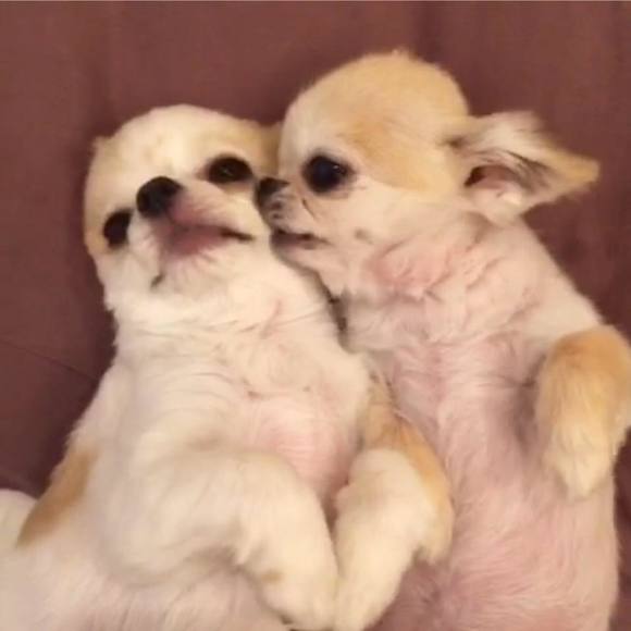 Meet your Posher, Sunem - Picture 1 of 1