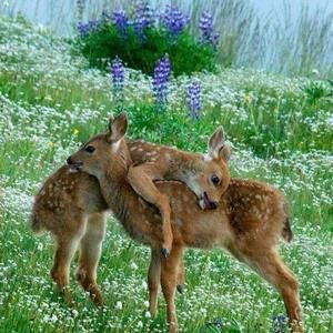 Meet your Posher, Robin