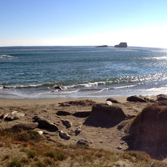 Meet your Posher, Jessie