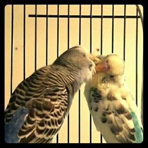 Cagey 8 Sale!  All profits going to the birds