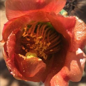 Meet your Posher, Annie