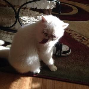 Meet your Posher, Nikki