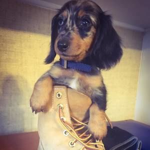 Meet your Posher, Buddy