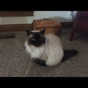 Meet your Posher, Ann