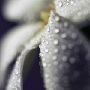 Meet your Posher, Athena