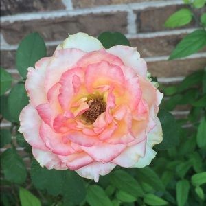 Meet your Posher, Jamone