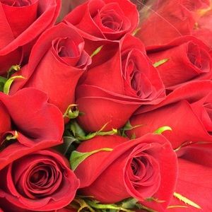 Meet your Posher, Iris