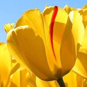 Meet your Posher, Mary