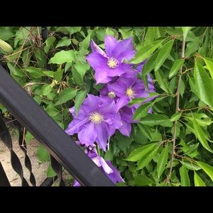 Meet your Posher, Doreen