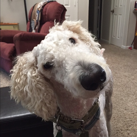 Meet your Posher, Shawna