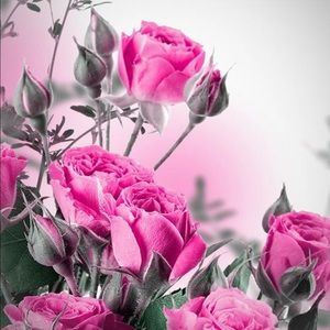 Meet your Posher, Kacey