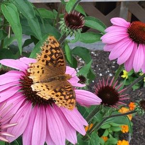 Meet your Posher, Miranda