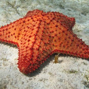 Meet your Posher, Deliliah