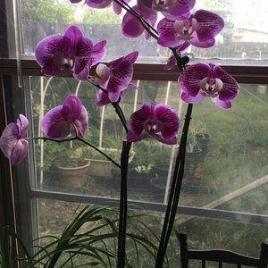 Meet your Posher, Thuy