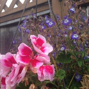 Meet your Posher, Hawna