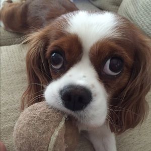 Meet your Posher, Meg