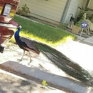 Meet your Posher, Frank