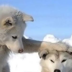 Meet your Posher, Jack