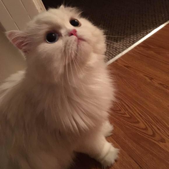 Meet your Posher, Michelle - Picture 1 of 1