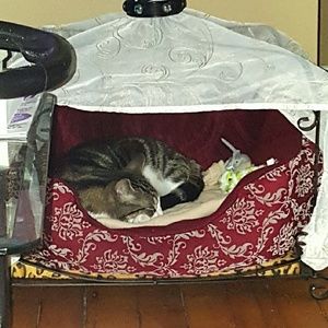 Meet your Posher, Sha