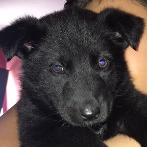 Meet your Posher, Norman