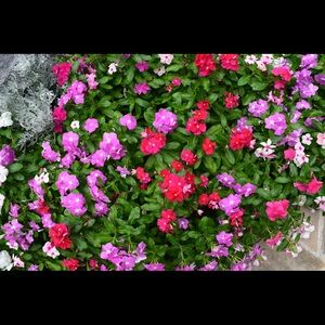 Meet your Posher, Chloe