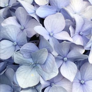 Meet your Posher, Elle