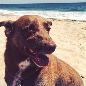 Meet your Posher, Alex