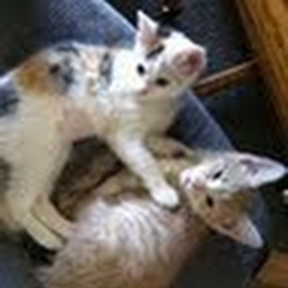 Meet your Posher, Britni