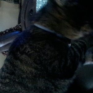 Meet your Posher, Tracy