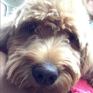 Meet your Posher, Haley