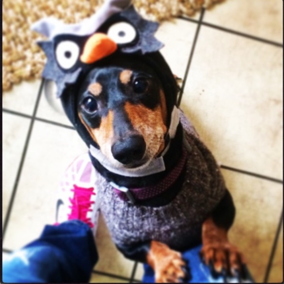 Meet your Posher, Chrisa - Picture 2 of 4