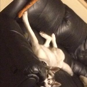 Meet your Posher, Samantha