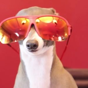 Meet your Posher, Reyna