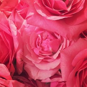 Meet your Posher, Sylvia