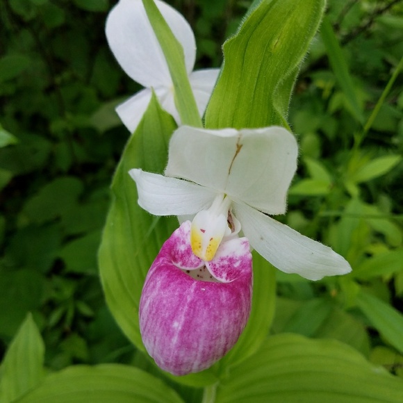 Posh Ambassador - Picture 5 of 5