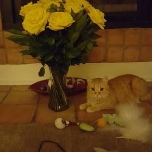 Meet your Posher, Kaye