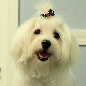 Meet your Posher, Hanh