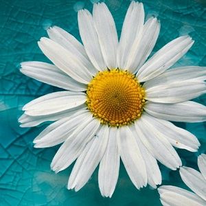 Meet your Posher, Cess