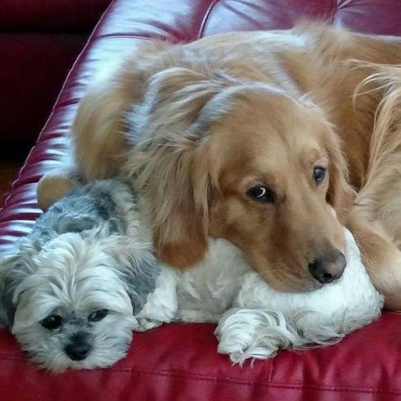 Meet your Posher, Sasha - Picture 1 of 1