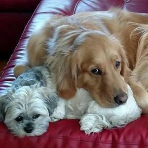 Meet your Posher, Sasha