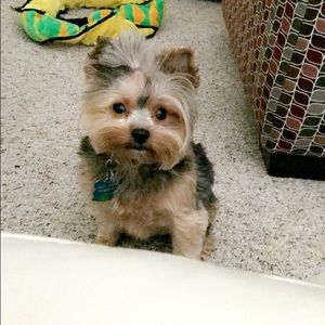 Meet your Posher, Maddie