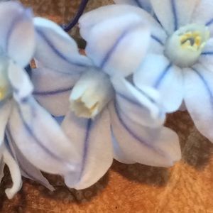 Meet your Posher, Cara