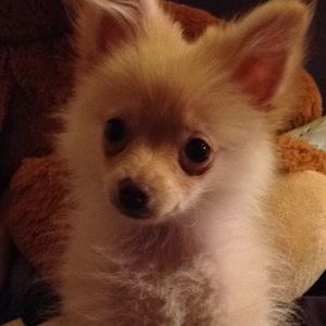 Meet your Posher, Pamela