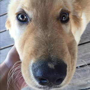 Meet your Posher, Brooklyn