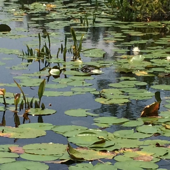 Bundle for @courtneycat16