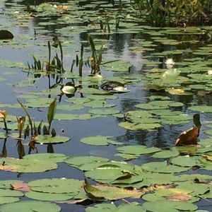 Bundle for @courtneycat16