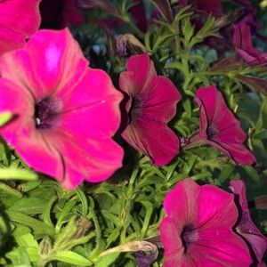 Meet your Posher, Cassandra